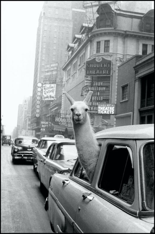 © Inge Morath Magnum Photo: A Lama in Times Square